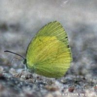 Eurema laeta Boisduval, 1836